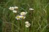 dsc_7871_fs_small.jpg