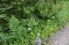 dsc_7925_fs_small.jpg