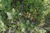 dsc_7950_fs_small.jpg
