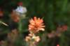 dsc_7951_fs_small.jpg