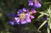 dsc_7952_fs_small.jpg