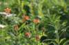 dsc_7980_fs_small.jpg