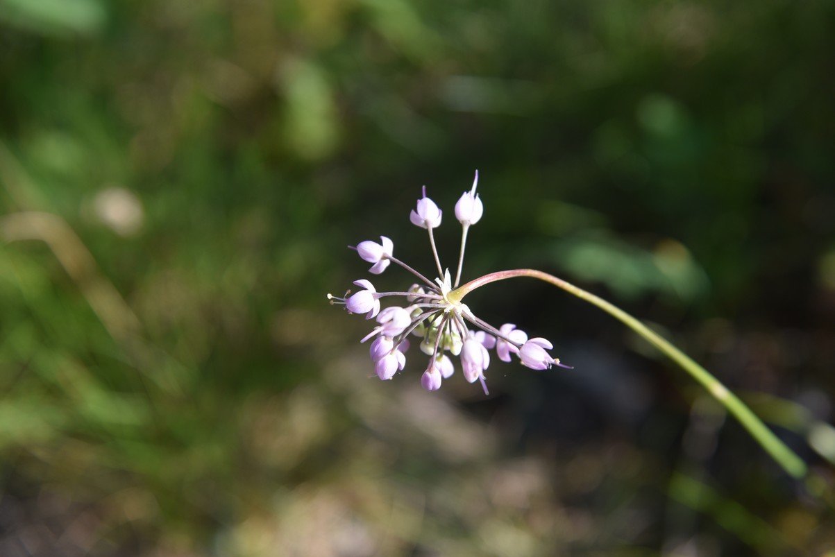 dsc_6017_fs.jpg