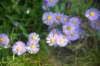 dsc_6039_fs_small.jpg