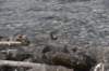 dsc_8583_fs_small.jpg