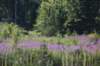 dsc_8806_fs_small.jpg