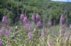 dsc_9021_fs_small.jpg