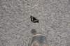 dsc_9121_fs_small.jpg