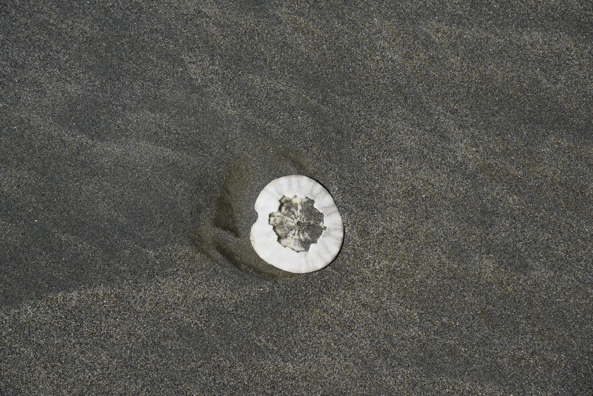 dsc_9246_fs.jpg