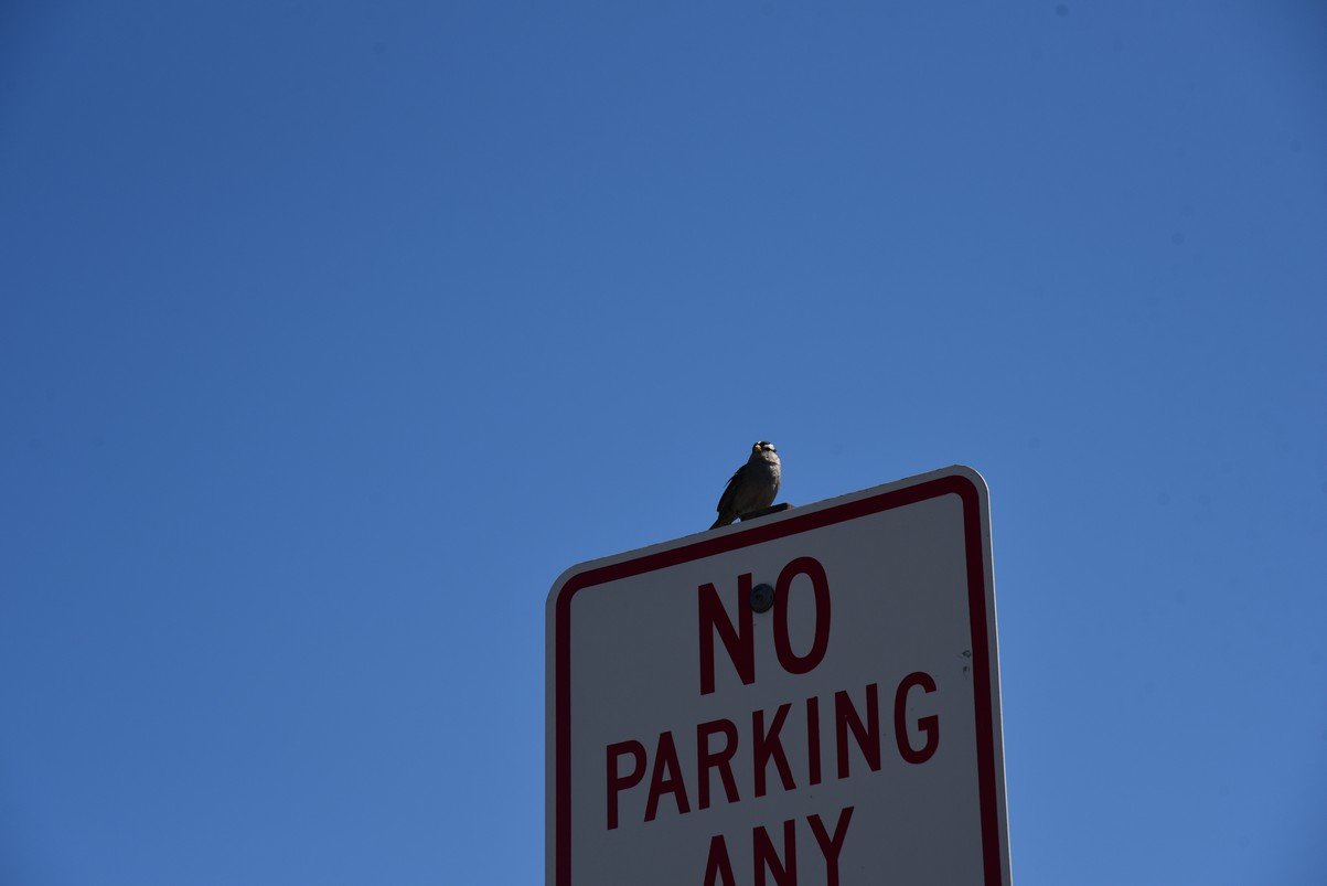dsc_9253_fs.jpg