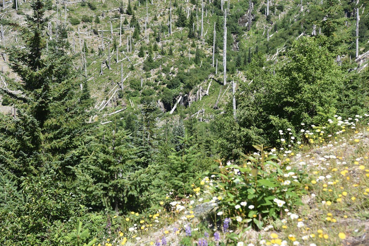 dsc_9765_fs.jpg