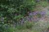 dsc_9951_fs_small.jpg