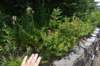 dsc_9971_fs_small.jpg