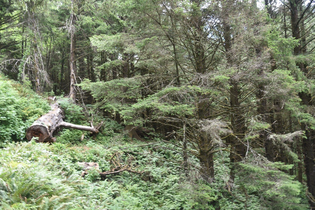 dsc_1004_fs.jpg