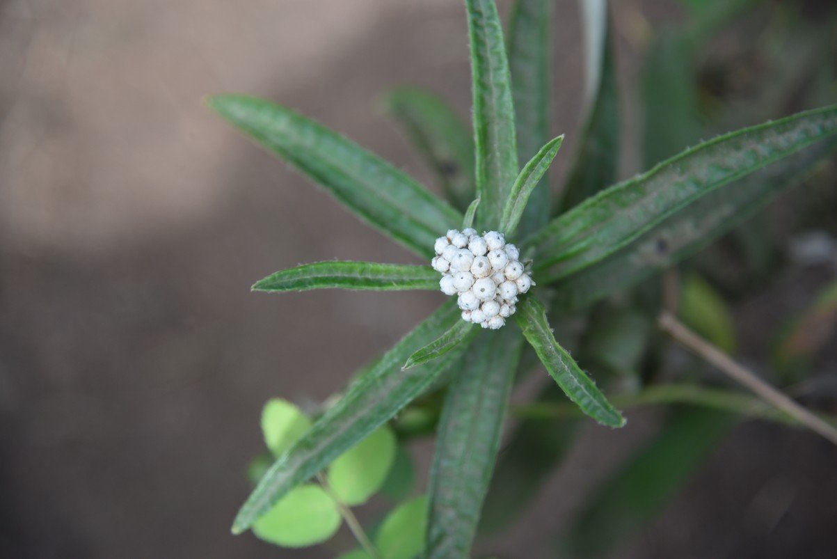 dsc_1010_fs.jpg