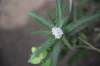 dsc_1010_fs_small.jpg