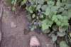 dsc_1012_fs_small.jpg