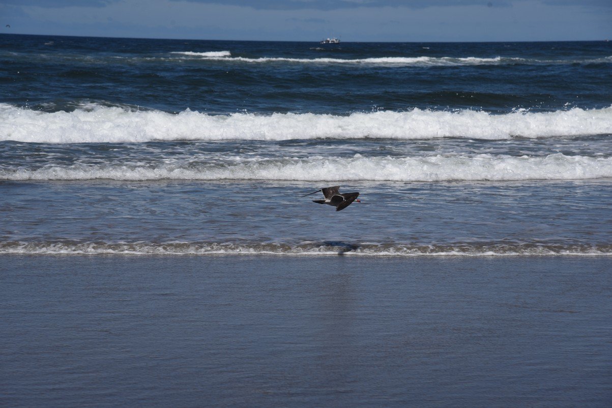 dsc_1228_fs.jpg