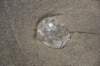dsc_1231_fs_small.jpg