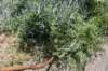 dsc_6371_fs_small.jpg