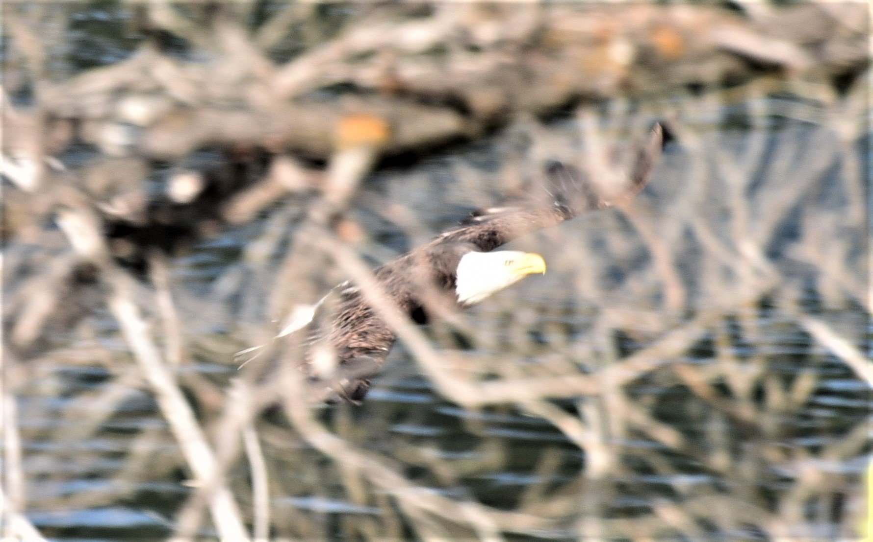 dsc_6990_cropeagle2.jpg