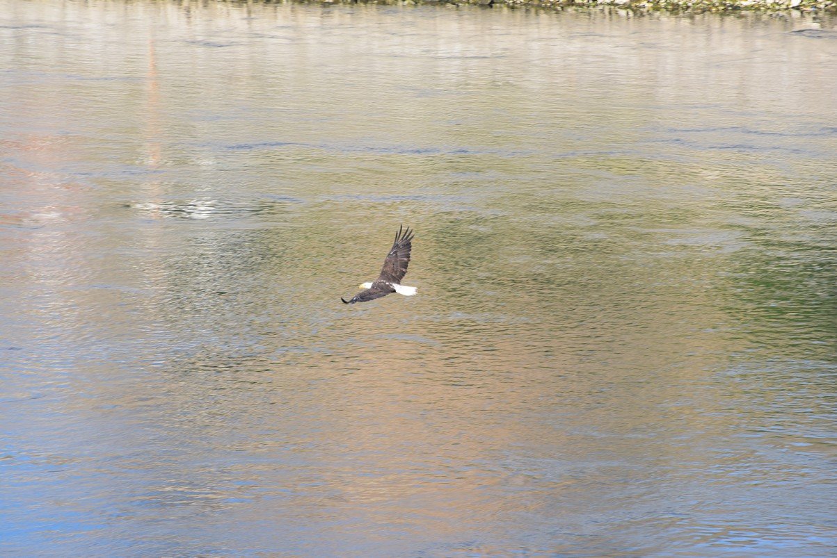 dsc_6992_fs.jpg