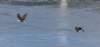 dsc_6994_cropeaglepair_small.jpg