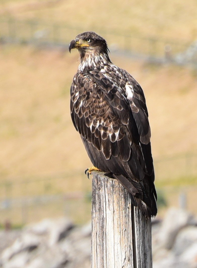 dsc_7045_cropeaglesoloa.jpg