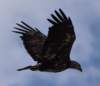 dsc_7075_cropeagle_small.jpg