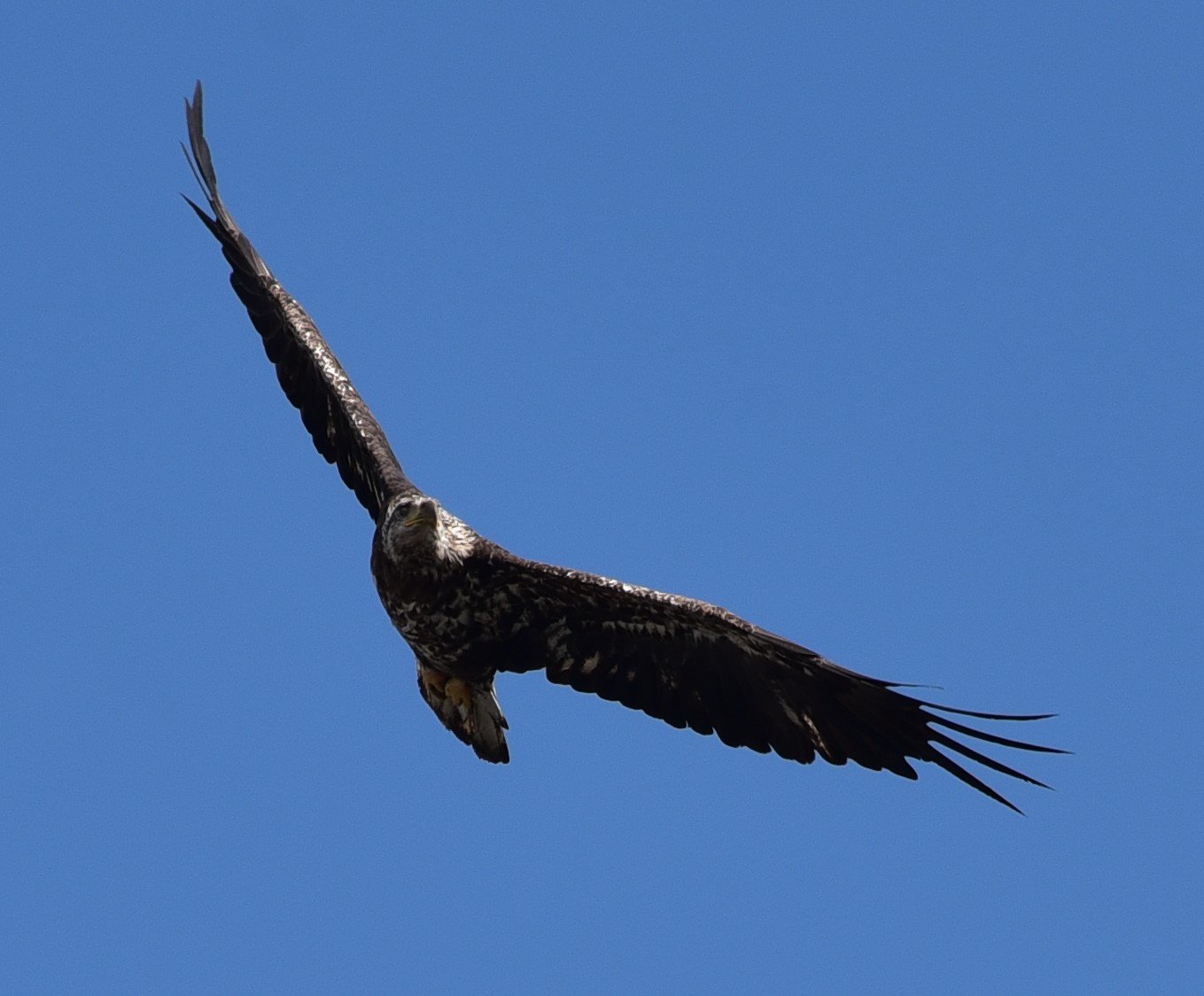 dsc_7080_cropeagle.jpg