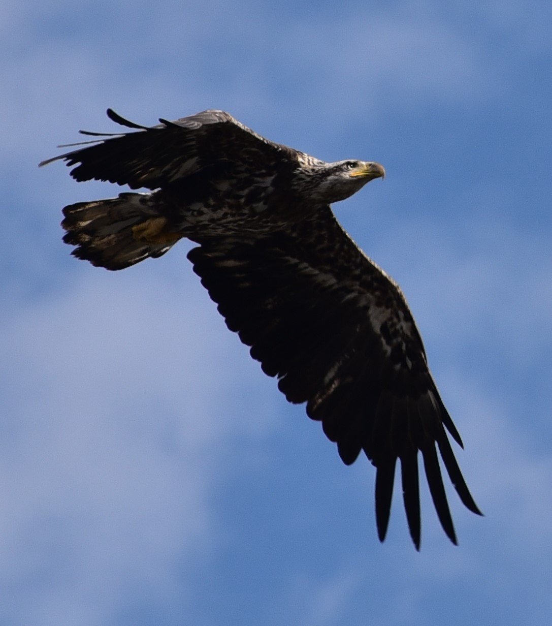 dsc_7082_cropeaglejpg.jpg