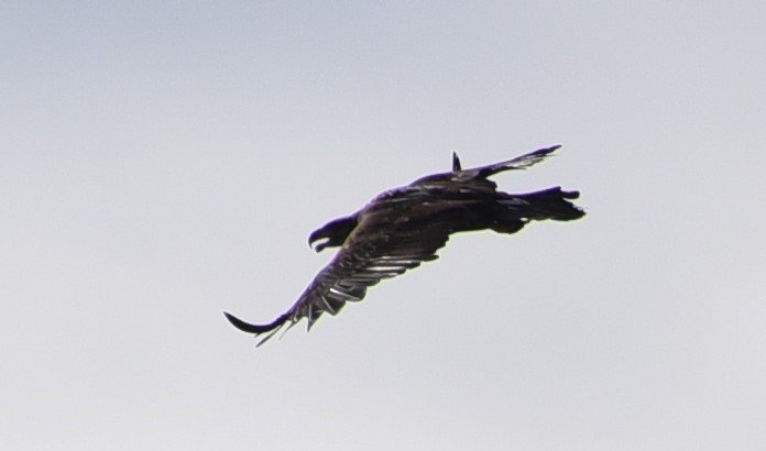 dsc_7091_cropeaglesoloa.jpg