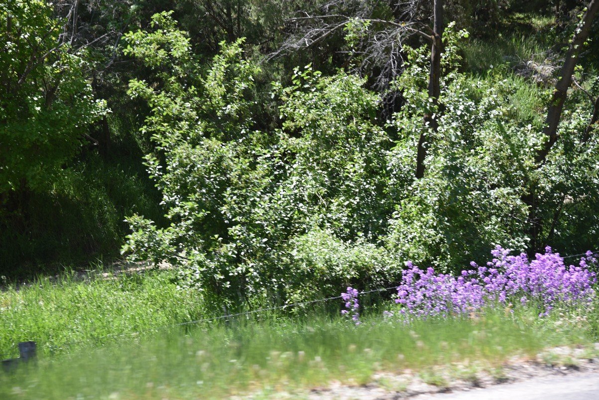 dsc_7877_fs.jpg