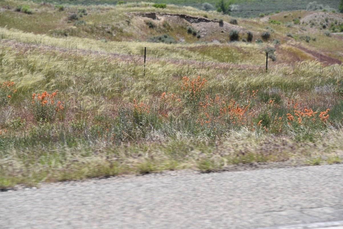 dsc_7989_fs.jpg