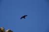 dsc_8185_fs_small.jpg
