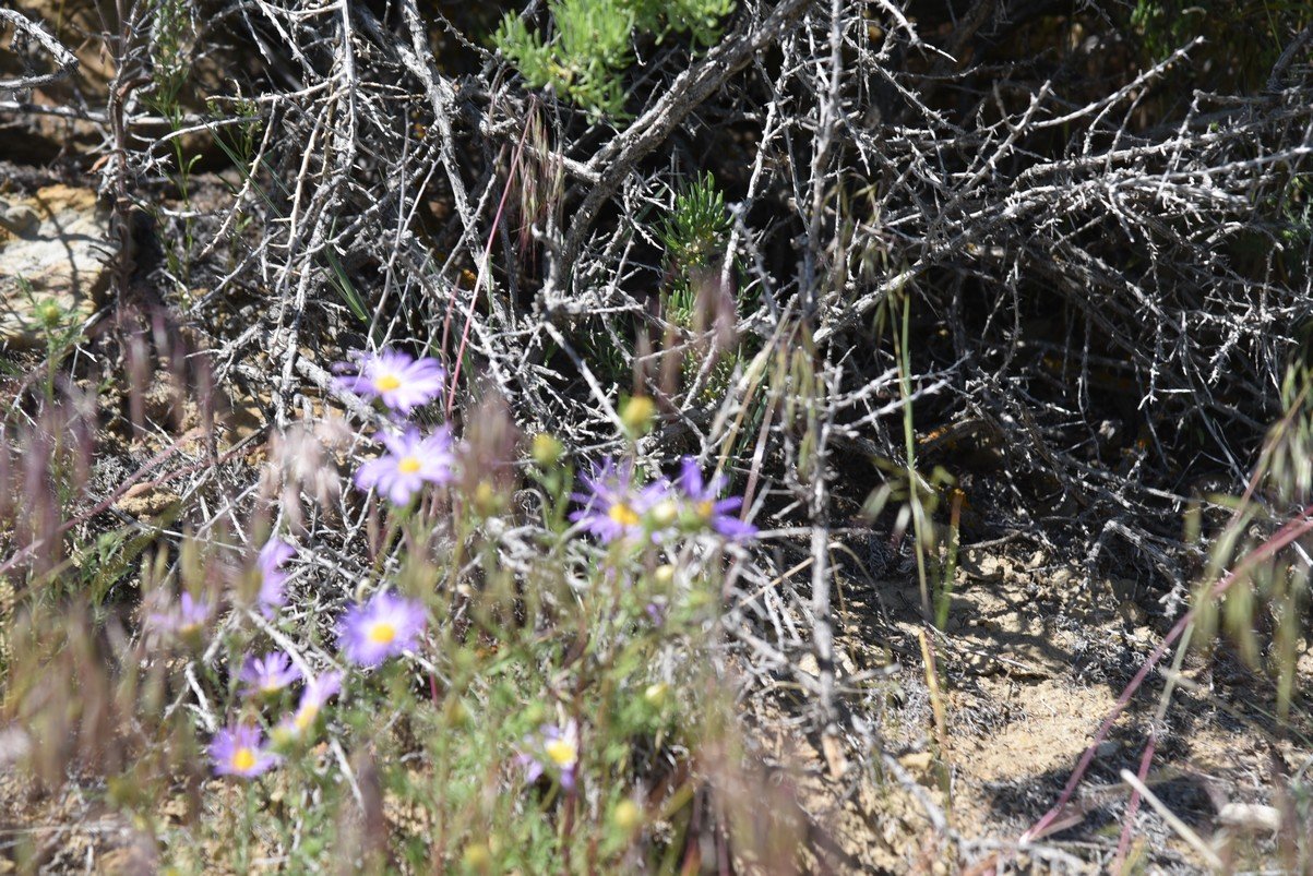 dsc_8206_fs.jpg