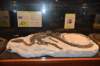 dsc_2627_fs_small.jpg