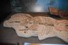 dsc_2633_fs_small.jpg