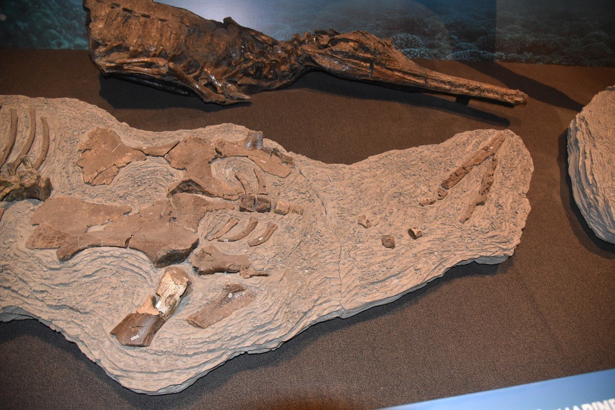 dsc_2635_fs.jpg