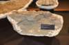 dsc_2668_fs_small.jpg