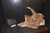 dsc_2674_fs_small.jpg