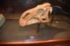 dsc_2679_fs_small.jpg