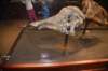 dsc_2680_fs_small.jpg