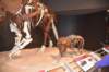 dsc_2695_fs_small.jpg
