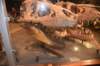dsc_2721_fs_small.jpg