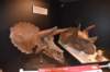 dsc_2736_fs_small.jpg