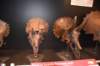dsc_2746_fs_small.jpg