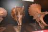 dsc_2747_fs_small.jpg
