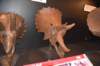 dsc_2748_fs_small.jpg