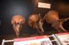dsc_2753_fs_small.jpg
